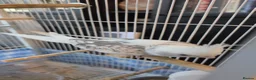 Cockatiels birds for sale: Female black and white Cockatiel for sale in London - Advert 19