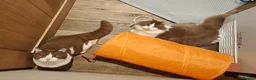 British Longhair cats for sale: Tica registered cinnamon bi colour  - Advert 9
