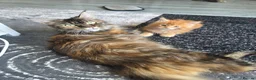 Maine Coon cats for sale: 2 beautiful mainecoons left - Advert 2