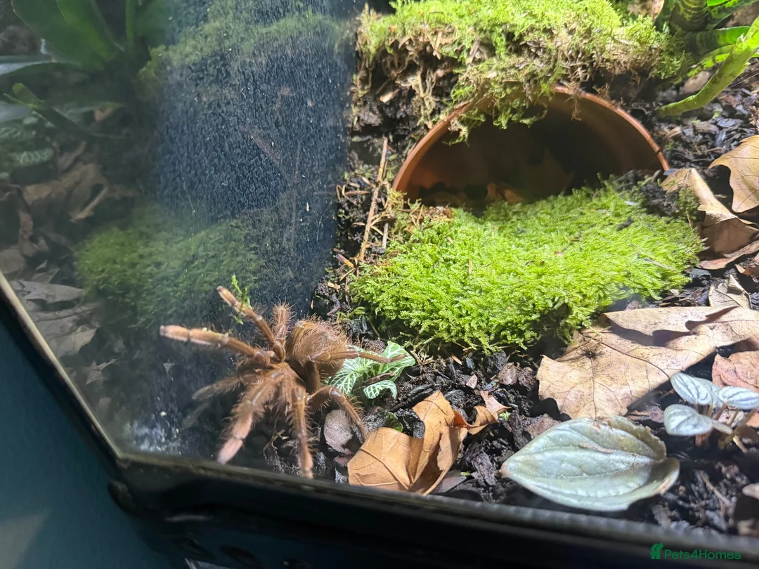 Tarantulas invertebrates for sale: theraphosa stirmi And full setup - Advert 2