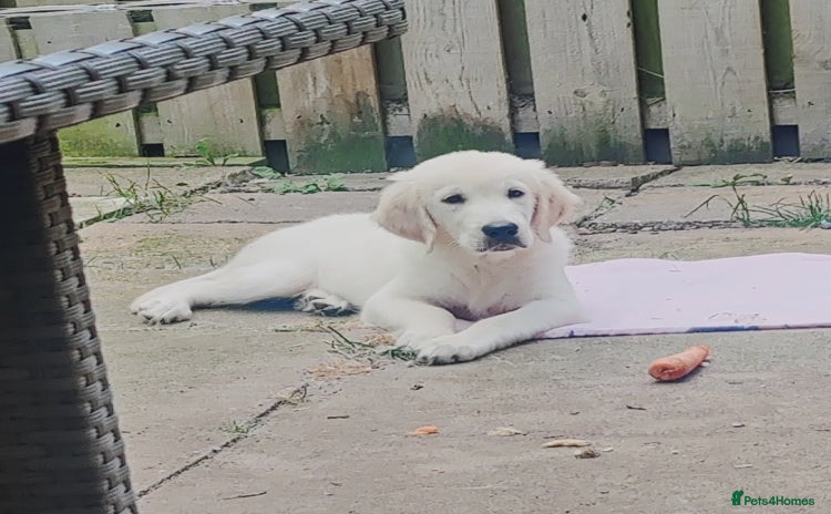 Golden Retriever dogs - Advert 1