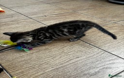 Mixed Breed cats for sale: Bengal kittens/mum bengal  - Image 2