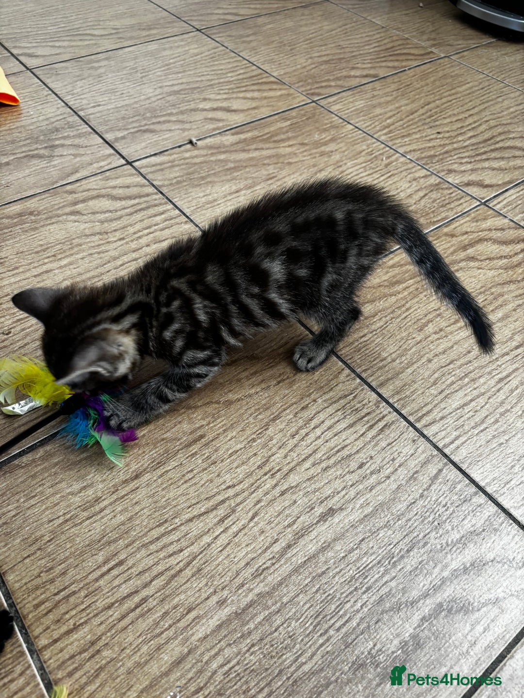 Mixed Breed cats for sale: Bengal kittens/mum bengal  - Image 2