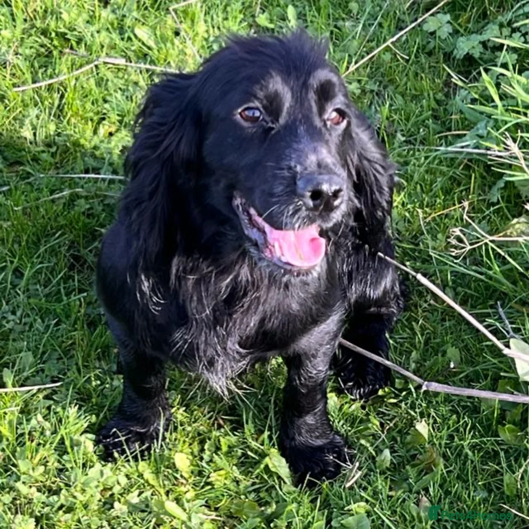 Cocker Spaniel dogs for sale: 1st Class ⭐️⭐️⭐️⭐️⭐️ Licensed - Advert 3