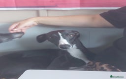 Whippet dogs for sale: Whippet Puppies - Image 33