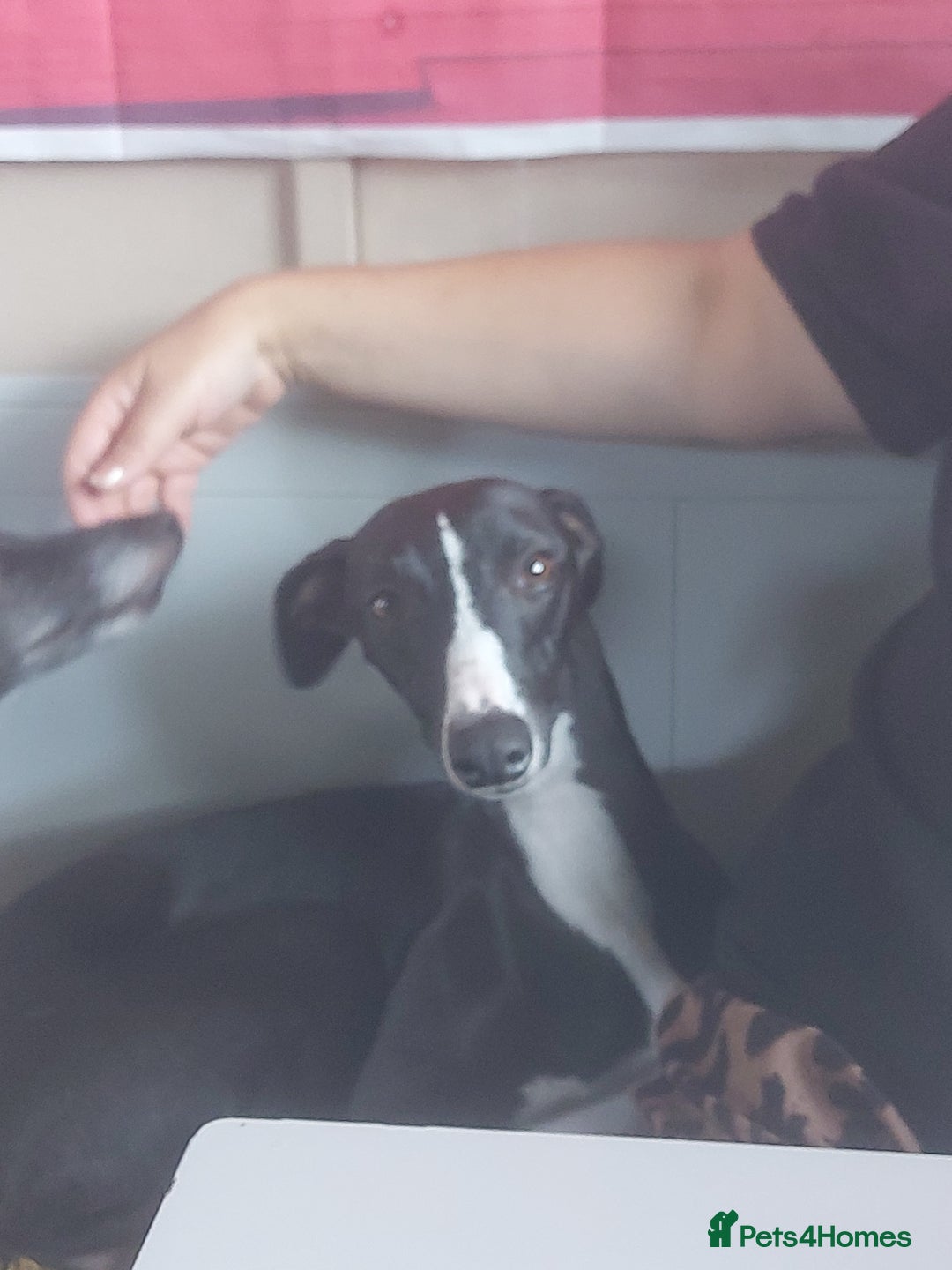 Whippet dogs for sale: Whippet Puppies - Image 33