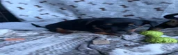 Lancashire Heeler dogs for sale: KC Lancashire Heeler Puppy’s  - Advert 3