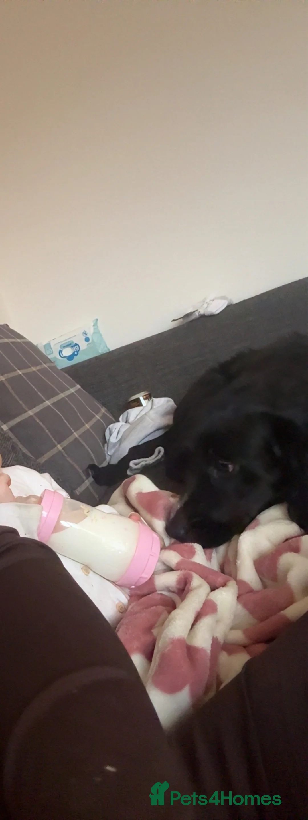 Sprocker dogs for sale: 7 month old sprocker in Manchester - Advert 1