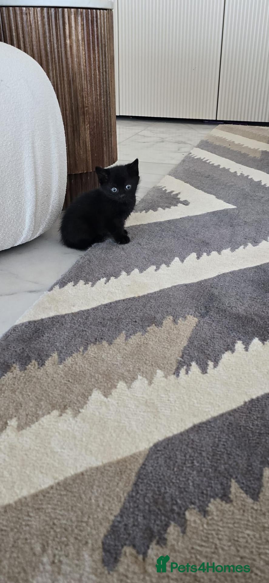 Mixed Breed cats for sale: Fluffy Black Kitten - Advert 14
