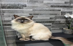 Ragdoll cats for sale: Beautiful cross ragdoll kittens  - Image 2