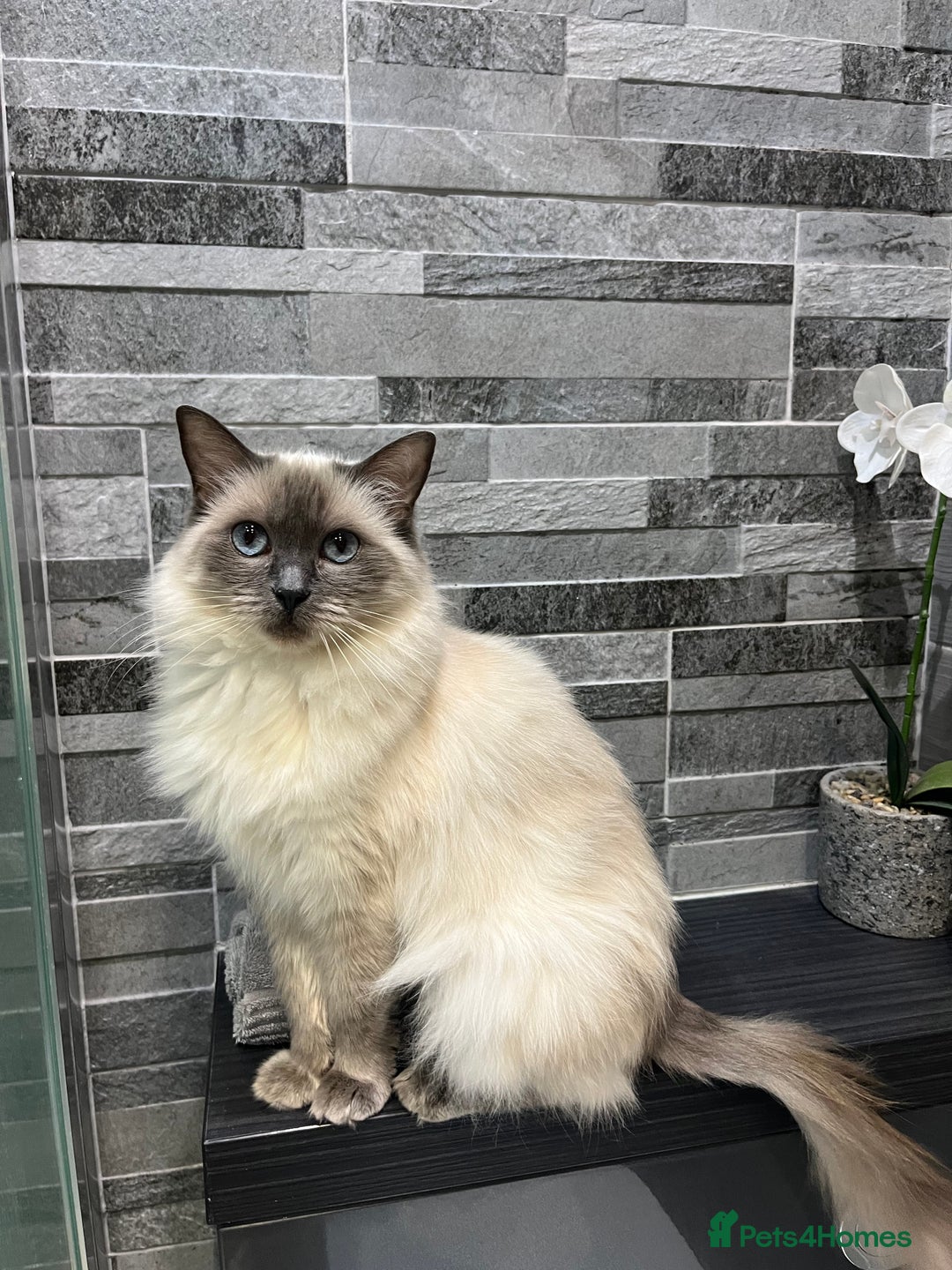 Ragdoll cats for sale: Beautiful cross ragdoll kittens  - Image 2