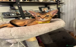 Abyssinian cats for sale: Abyssinian kittens looking for their new home - Image 28