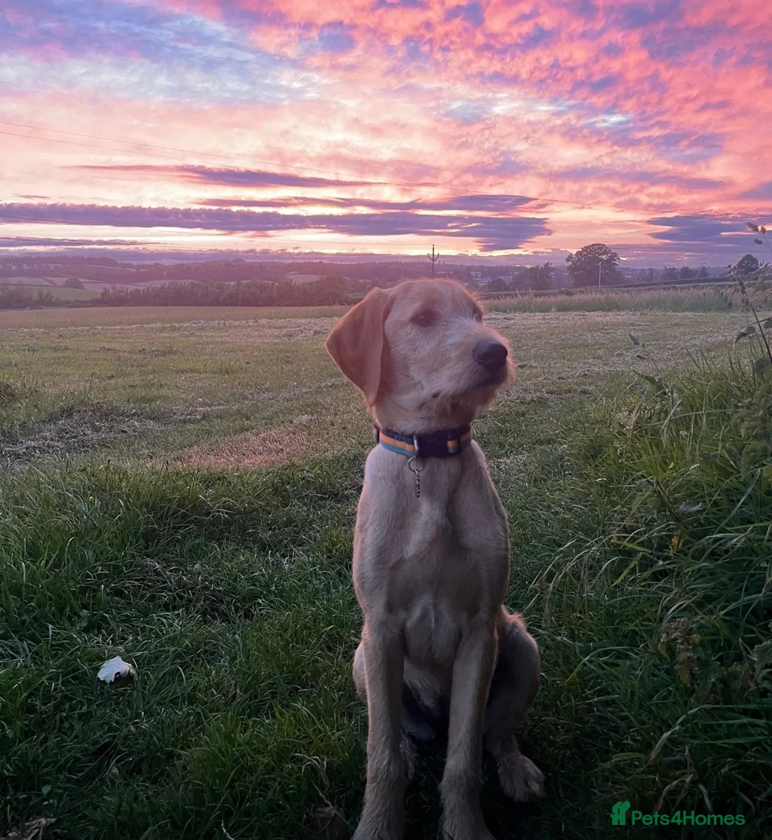Hungarian Vizsla dogs for sale: Wire Haired Hungarian Vizsla x Golden Retriever  in Melton Mowbray - Advert 10