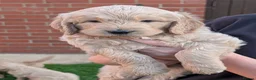 Goldendoodle dogs for sale: Golden doodles F1 in Grimsby - Advert 12