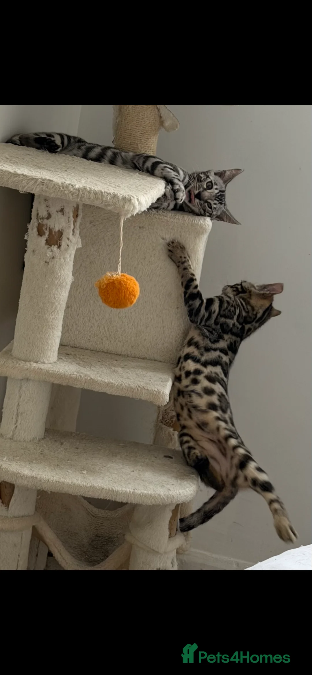 Bengal cats for sale: BENGAL 🔥 KITTENS TICA REGISTERED  - Advert 2
