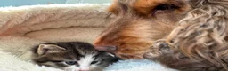 Mixed Breed cats for sale: Gorgeous boy looking for a forever home - Advert 2