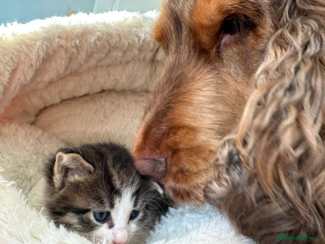 Mixed Breed cats for sale: Gorgeous boy looking for a forever home - Advert 2