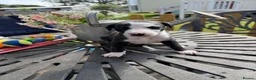 Whippet dogs for sale: Stunning whippet pups  - Advert 11