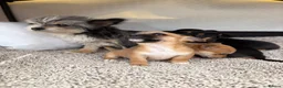 Mixed Breed dogs for sale: Jack Russell Cross Chorkie Puppies - Advert 7
