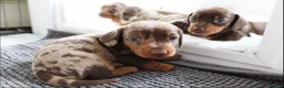 Miniature Dachshund dogs for sale: Chocolate miniature Dachshund puppies. - Advert 7