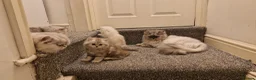 Persian cats for sale: 3 lovely kittens Persian Doll Face - Advert 6