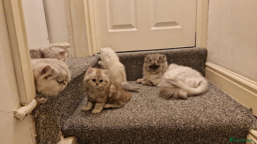 Persian cats for sale: 3 lovely kittens Persian Doll Face - Advert 6