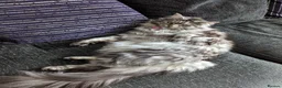 Maine Coon cats for sale: Male Mainecoon for rehoming - Advert 2