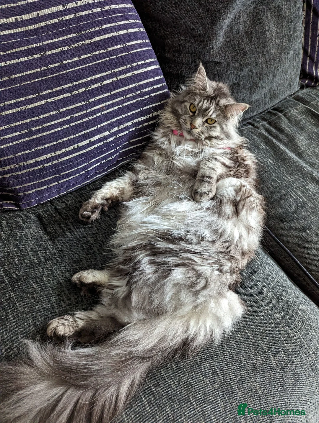 Maine Coon cats for sale: Male Mainecoon for rehoming - Advert 2