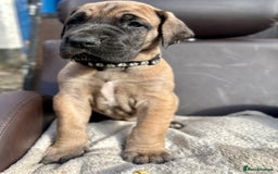 Great Dane dogs for sale: Beautiful fawn Great Dane puppies  - Image 2