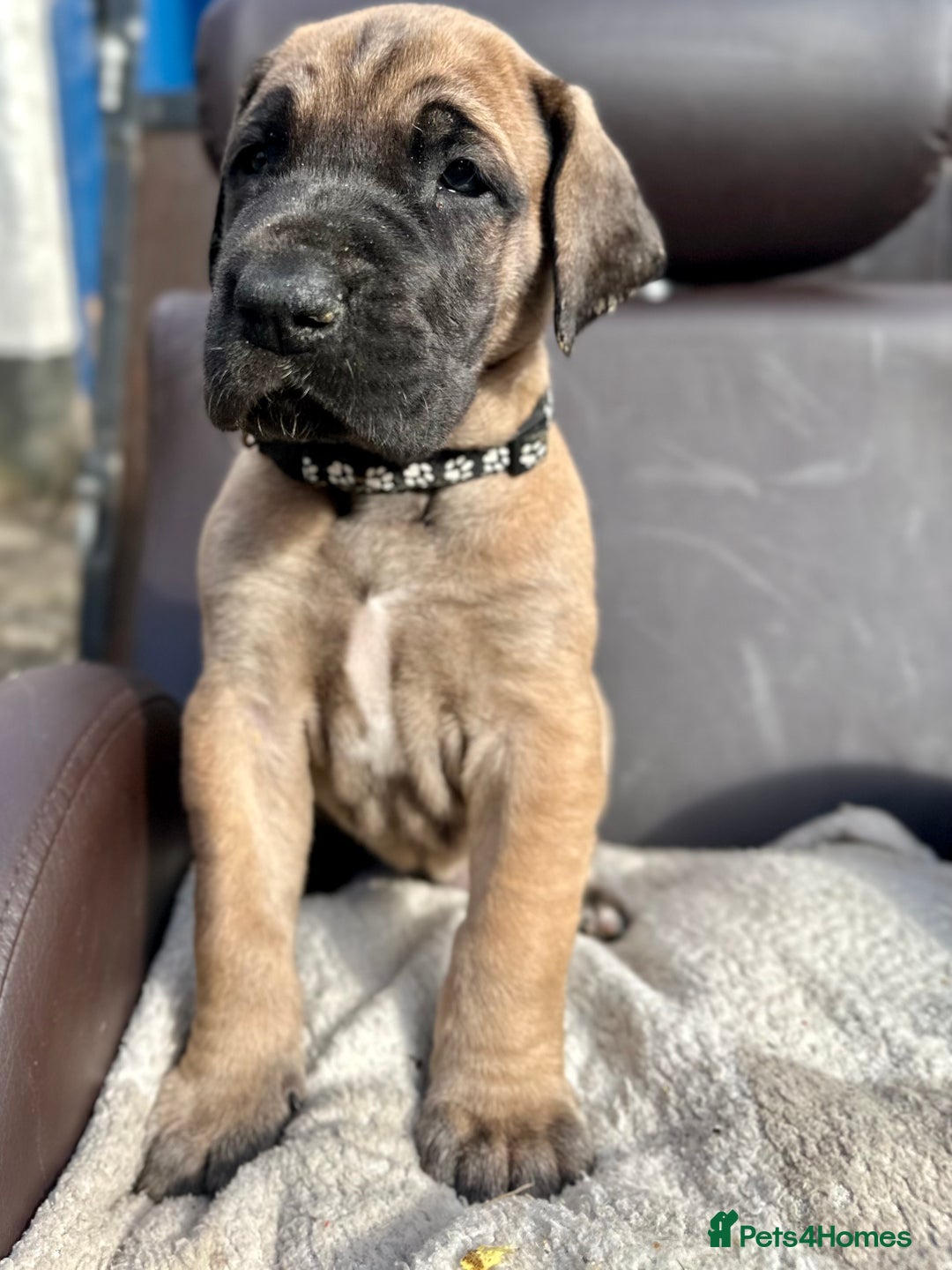 Great Dane dogs for sale: Beautiful fawn Great Dane puppies  - Image 2