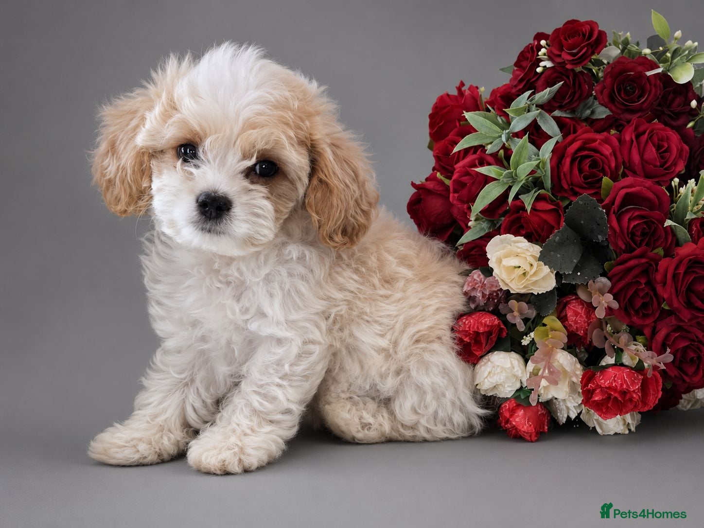 Cavapoochon dogs Extensively Health tested Ready to leave now 💕 - Advert 2