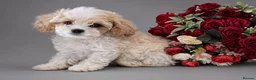 Cavapoochon dogs for sale: Extensively Health tested Ready to leave now 💕 - Advert 6