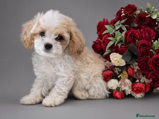 Cavapoochon dogs Extensively Health tested Ready to leave now 💕 - Advert 2