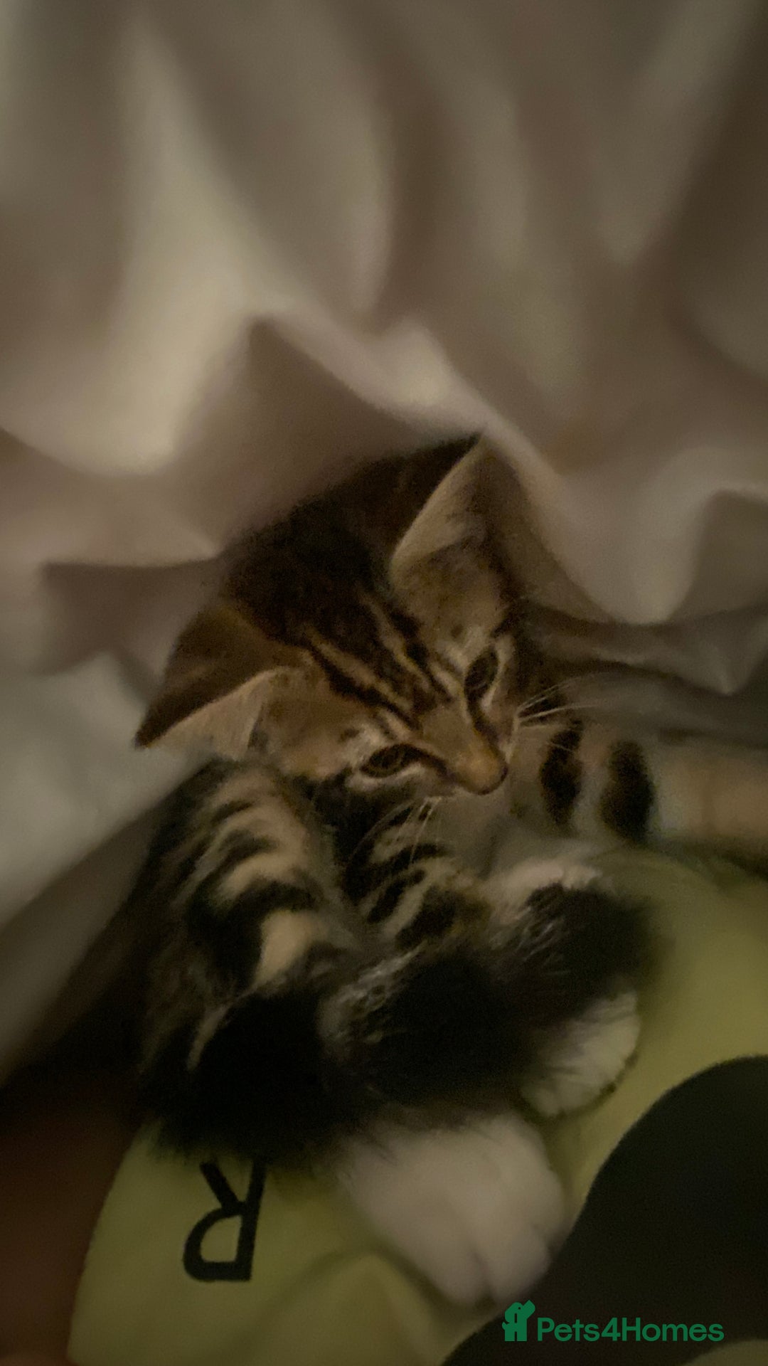 British Shorthair cats for sale: Kittens  - Image 10