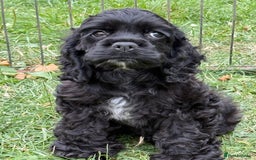 American Cocker Spaniel dogs for sale: Quality American Cocker spaniel puppies  - Image 2