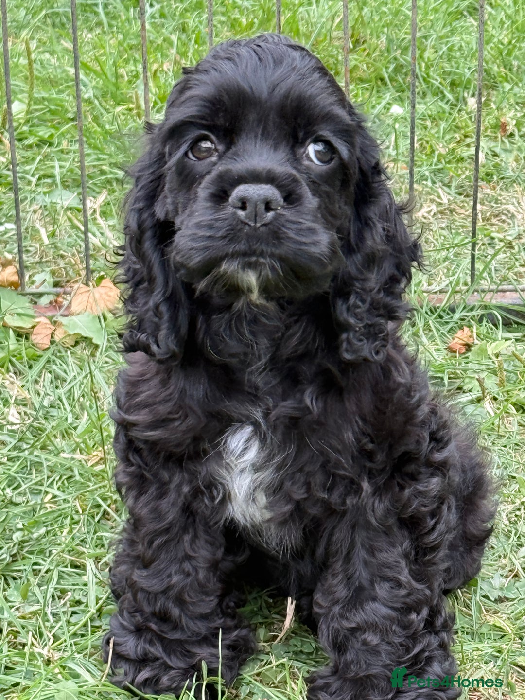 American Cocker Spaniel dogs for sale: Quality American Cocker spaniel puppies  - Image 2