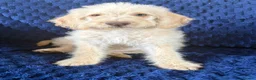 Labradoodle dogs for sale: Ready Now! Beautiful F1b Labradoodles  - Advert 13