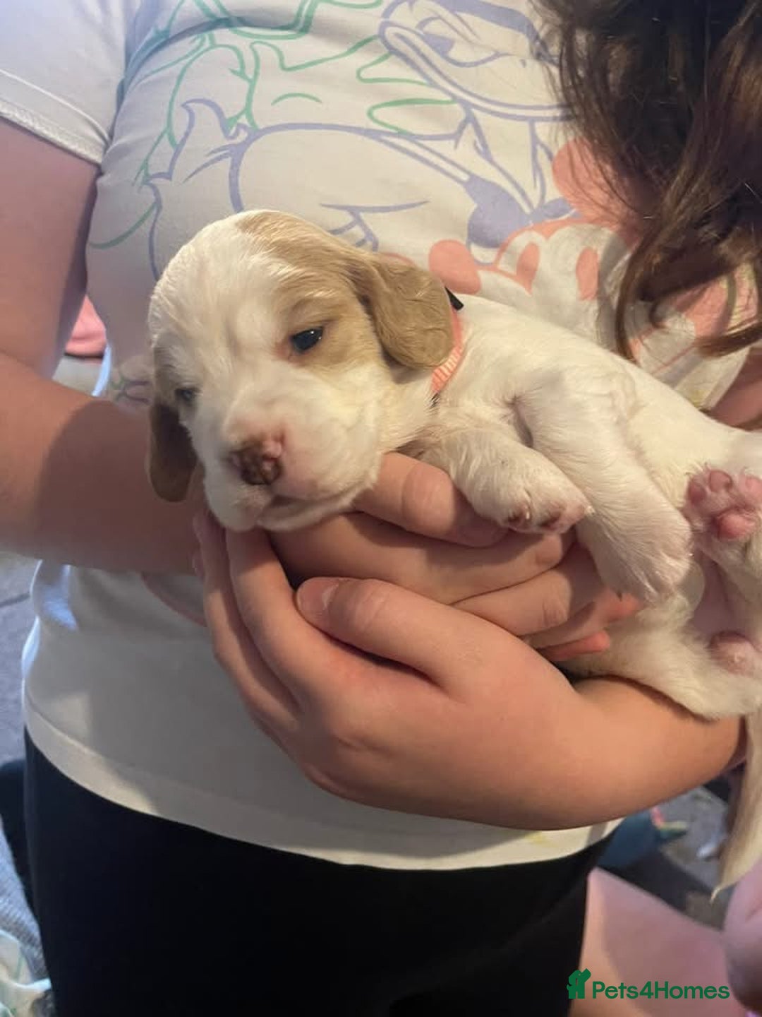 Cocker Spaniel dogs for sale: Last Baby Available - Advert 3