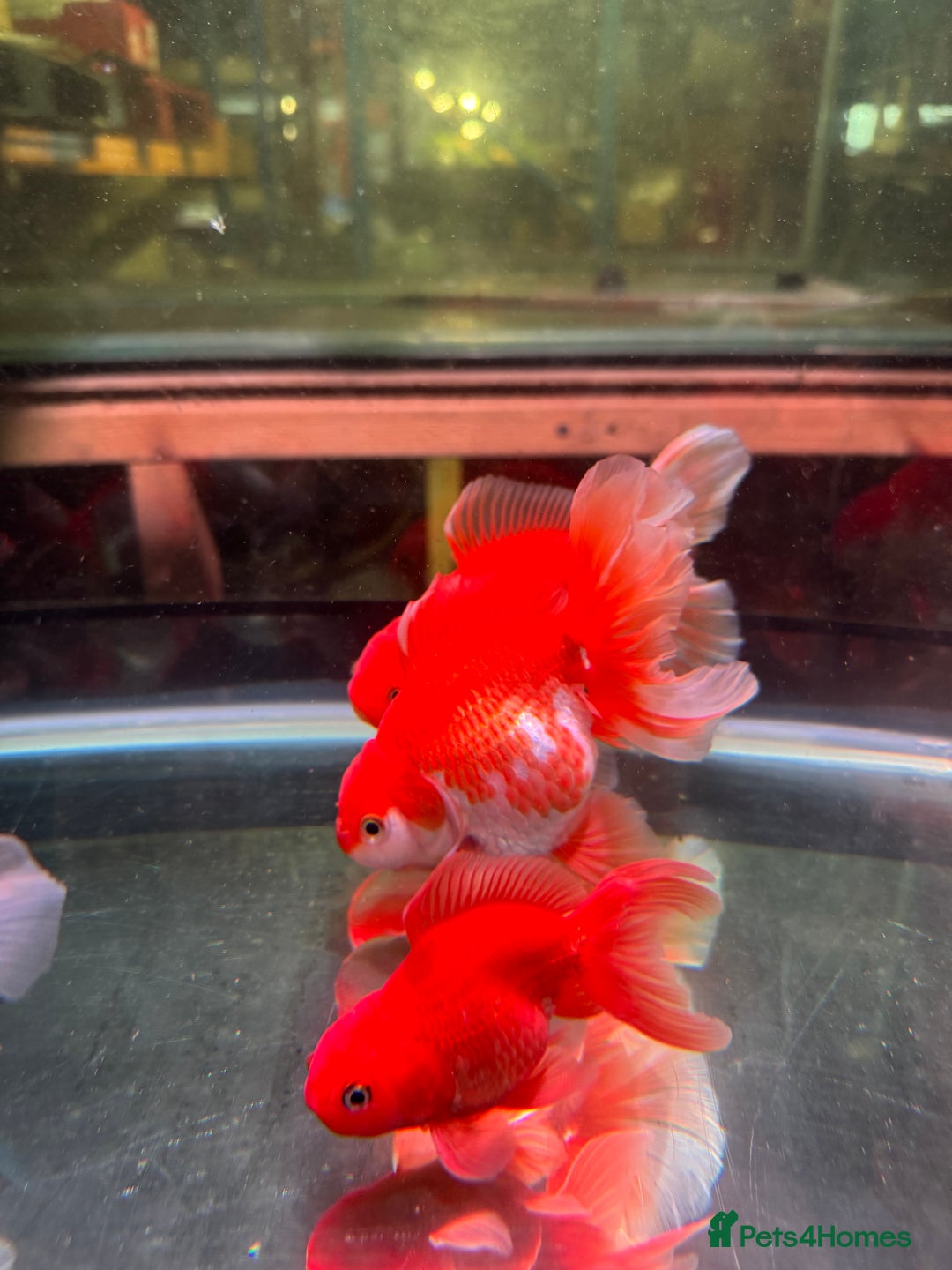 Fancy Goldfish fish for sale: Thai pleated goldfish - Image 34