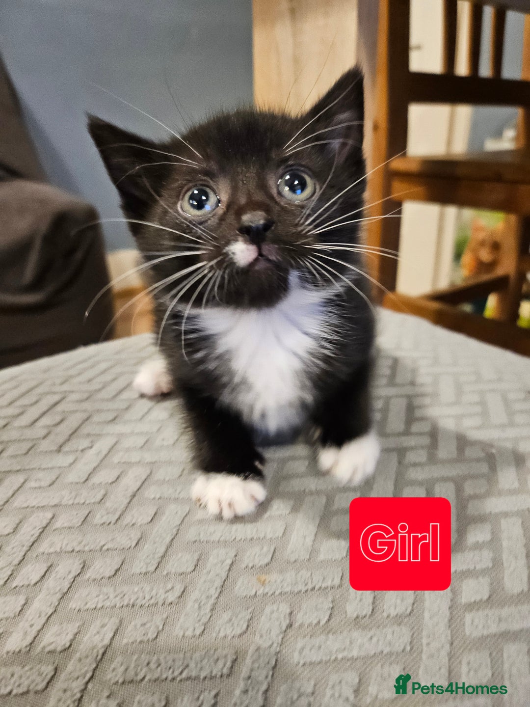 Mixed Breed cats for sale: 7 adorable black & white kittens  - Advert 2