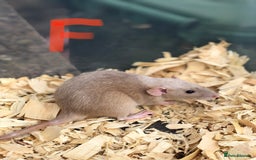 Rat rodents for sale: Friendly dumbo rats for sale  - Image 8