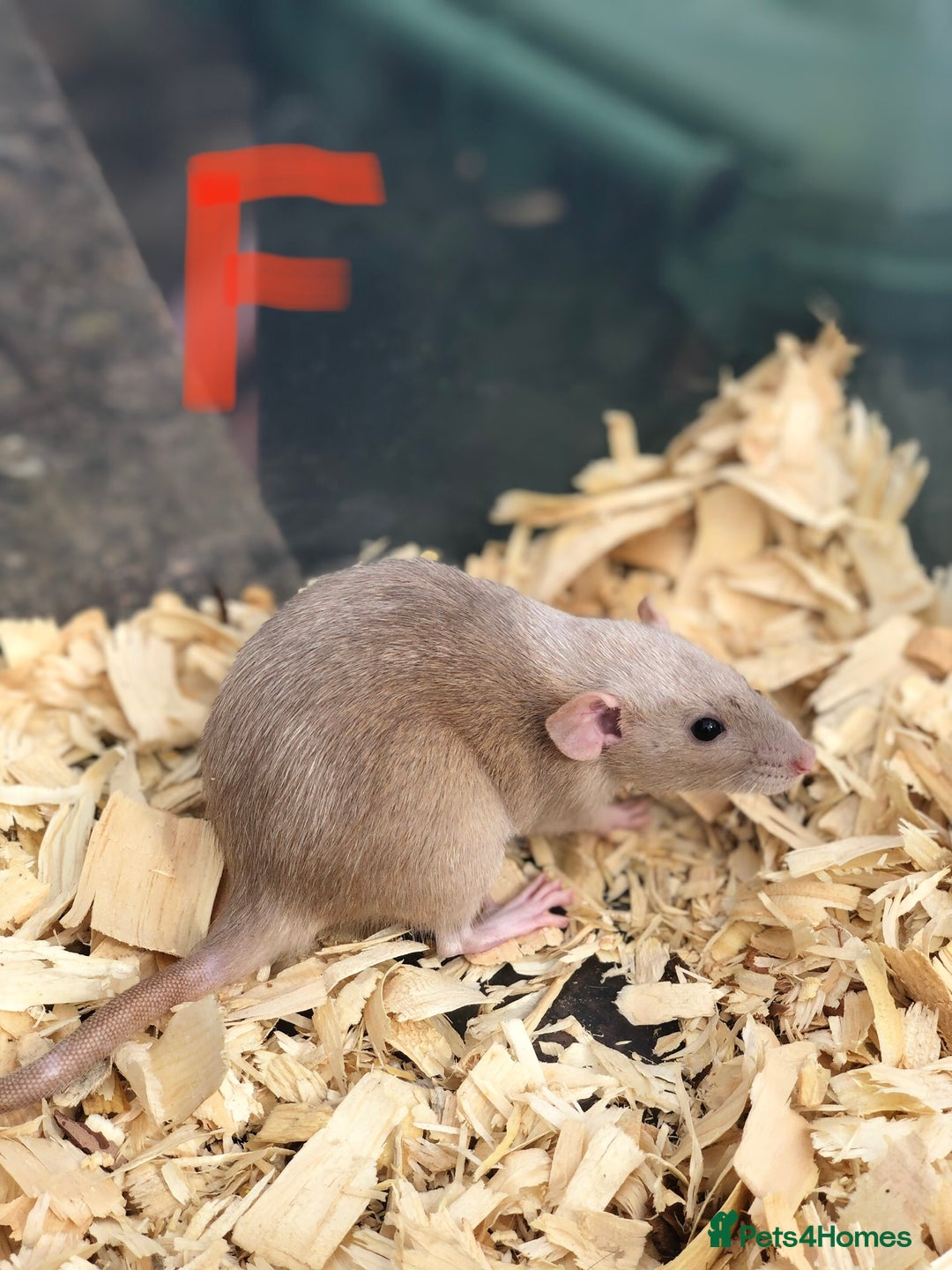 Rat rodents for sale: Friendly dumbo rats for sale  - Image 8