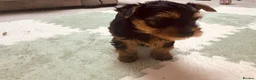 Yorkshire Terrier dogs for sale: 🐾  Beautiful Yorkshire Terrier Puppies  🐾 - Advert 12