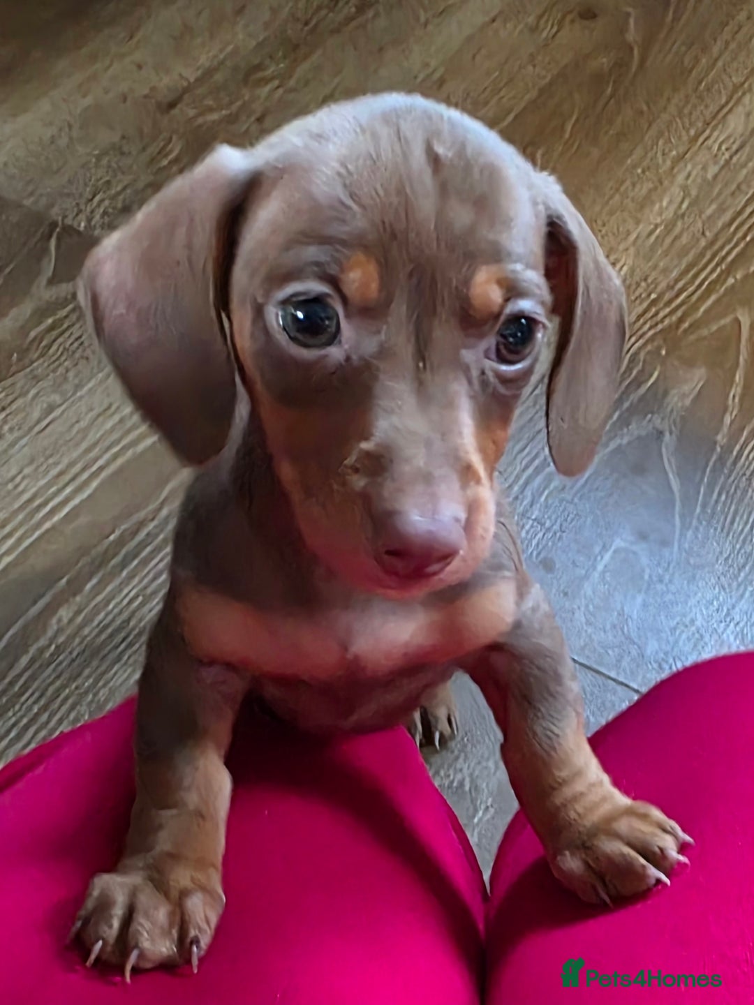 Miniature Dachshund dogs for sale: Ready now! Male mini dash - Image 1