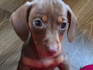 Miniature Dachshund dogs - Advert 17