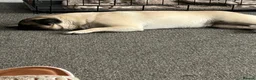 Pug dogs for sale: Pug puppies due  - Advert 1