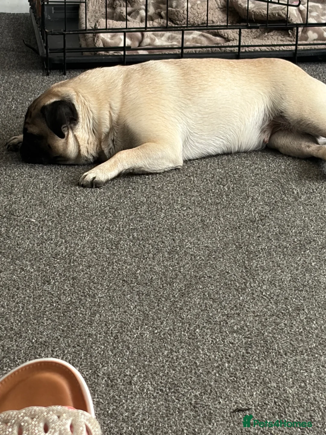 Pug dogs for sale: Pug puppies due  - Advert 1