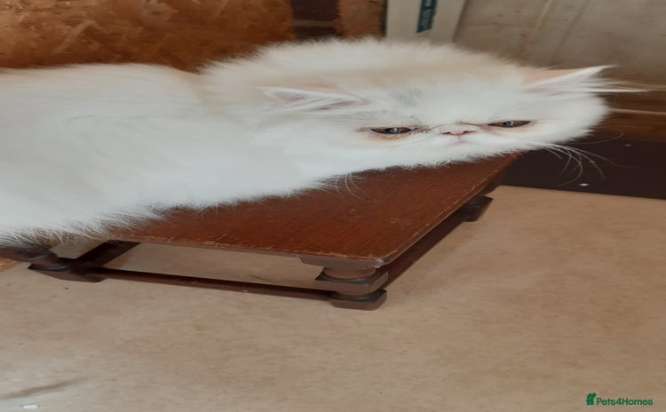 Persian cats - Advert 10