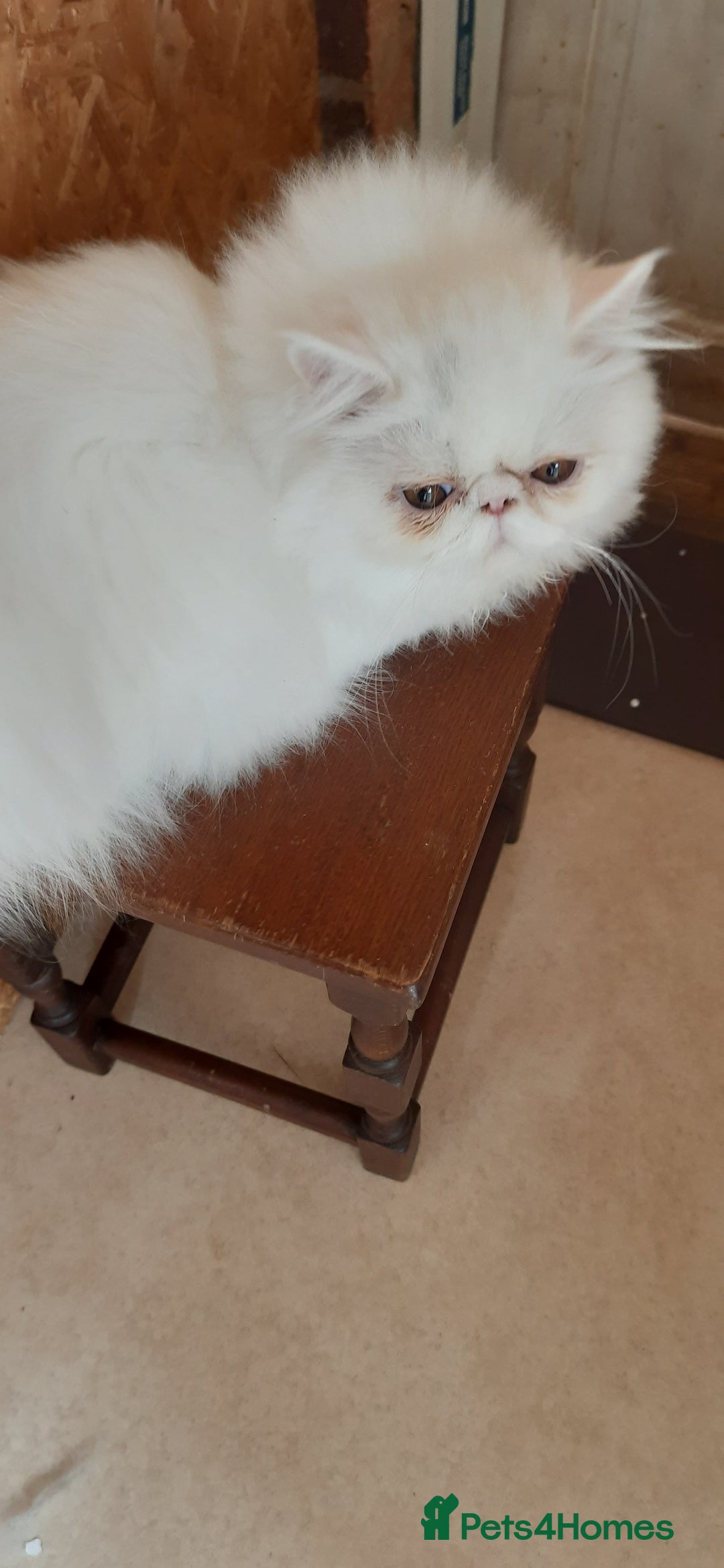 Persian cats for sale: READY NOW. GCCF REGISTERED PERSIAN KITTEN Male  - Image 2