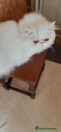 Persian cats - Advert 6